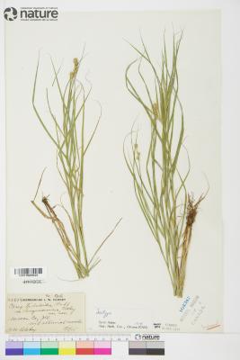 Carex tribuloides