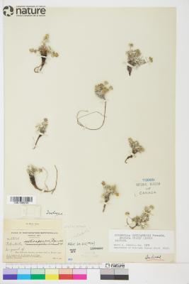 Potentilla pulchella