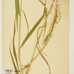 Elymus canadensis
