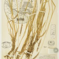 Elyleymus colvillensis