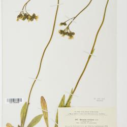 Pilosella floribunda