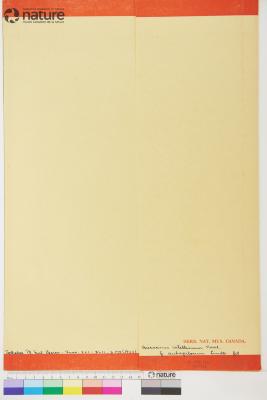 Pilosella floribunda