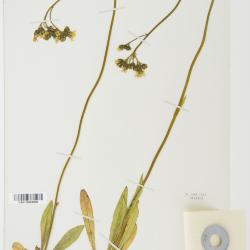 Pilosella floribunda