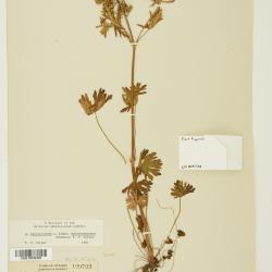 Geranium carolinianum