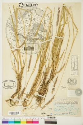 Elyleymus colvillensis