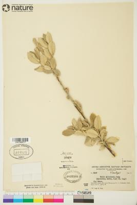 Salix silicicola