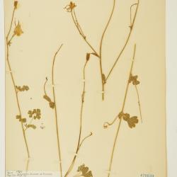 Aquilegia micrantha