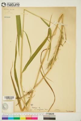 Elymus canadensis