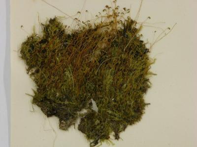 Pseudocampylium radicale