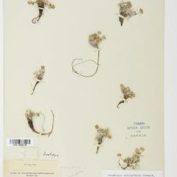 Potentilla pulchella