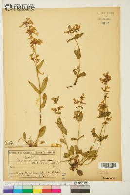 Penstemon albertinus