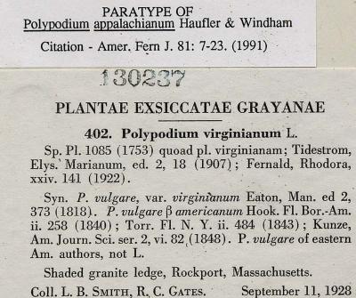 Polypodium appalachianum