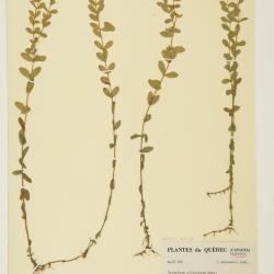 Hypericum ellipticum