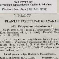 Polypodium appalachianum