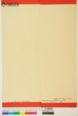 Hypericum ellipticum