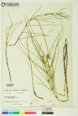 Equisetum palustre