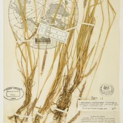 Elyleymus colvillensis