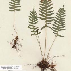 Polypodium appalachianum