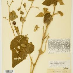 Abutilon Tourn. ex Mill.