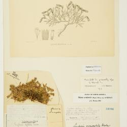 Lychnis Tourn. ex L.