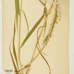 Elymus canadensis