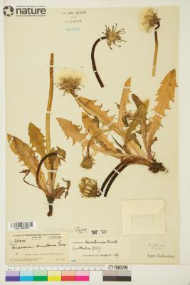 Taraxacum laurentianum