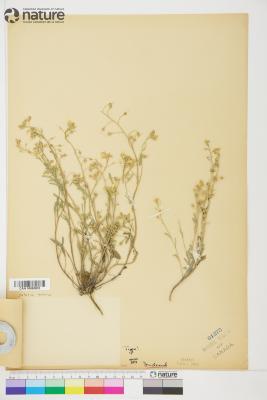 Lesquerella S.Watson