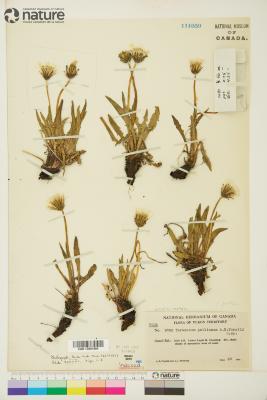 Taraxacum ceratophorum