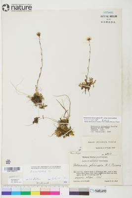 Antennaria monocephala