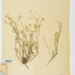 Lesquerella S.Watson