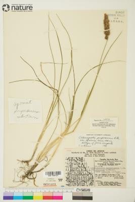 Calamagrostis purpurascens