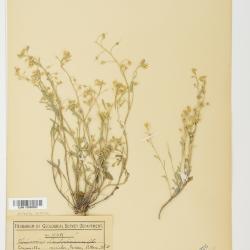 Lesquerella S.Watson