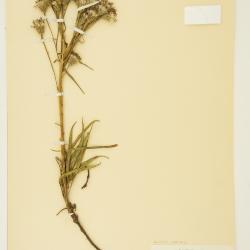 Saussurea angustifolia