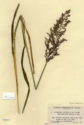 Arctagrostis latifolia