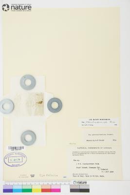 Poa pseudoabbreviata