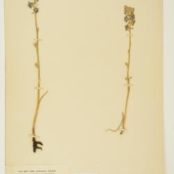 Delphinium hesperium