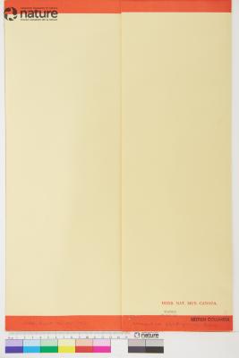 Chenopodiastrum simplex