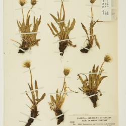 Taraxacum ceratophorum