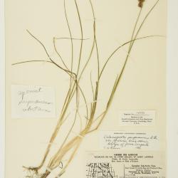 Calamagrostis purpurascens