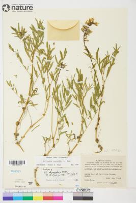 Astragalus australis