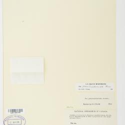 Poa pseudoabbreviata