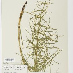 Equisetum palustre