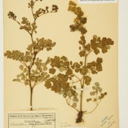 Thalictrum pubescens
