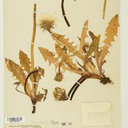 Taraxacum laurentianum