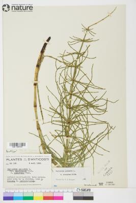 Equisetum palustre