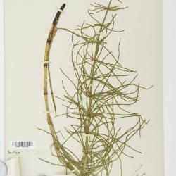 Equisetum palustre
