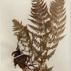 Athyrium americanum