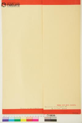 Saussurea angustifolia