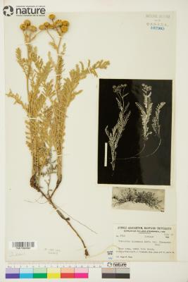 Tanacetum bipinnatum