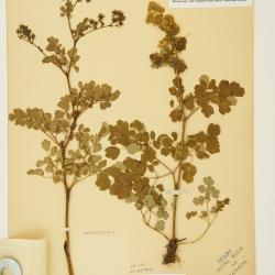 Thalictrum pubescens